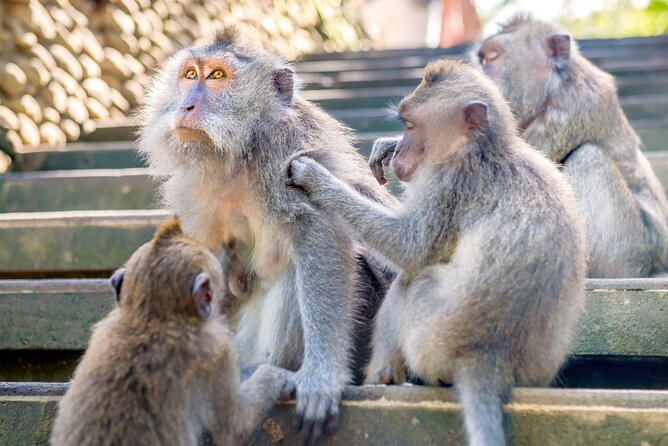 1-Day Ubud Tours All-Inclusive - Private Tour Feel, Pickup, and the Guide Power That People Notice