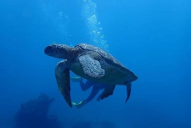 All Inclusive Bali Scuba Diving at Tulamben with Lunch -Transport - A Full Day Around Tulamben, Not a Rushed Water Stop