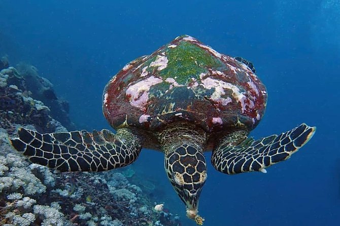 All Inclusive Bali Scuba Diving at Tulamben with Lunch -Transport - Lunch and the Between-Blocks Break That Keeps the Day Enjoyable