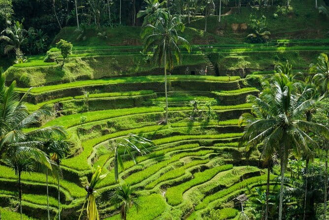 All Inclusive of Ubud Top Attraction - Private pickup, air-conditioned rides, and a driver who guides