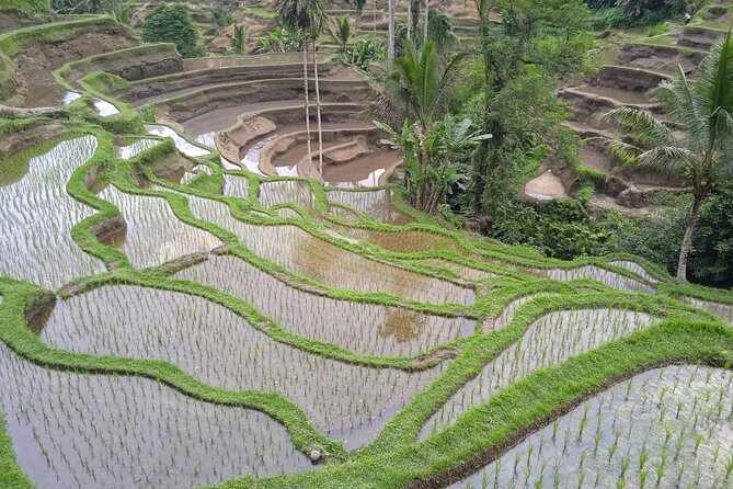 [All Inclusive] The Soul of Bali: Temples, Art & Traditions Tour - Price and value: is $50 per person a good deal?