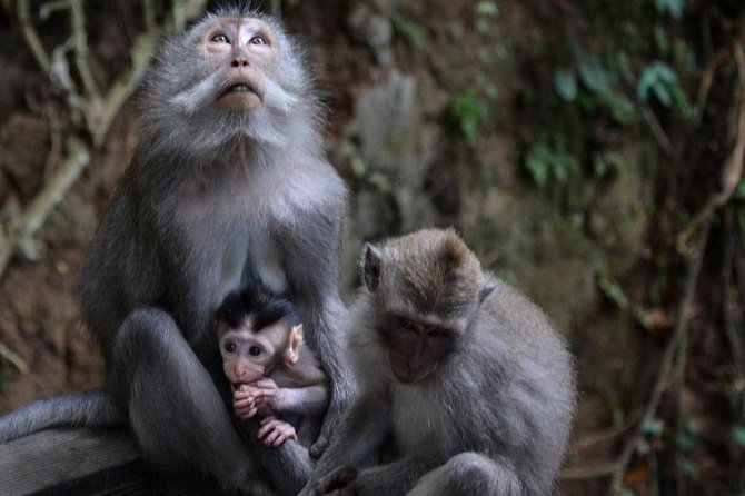 All-Inclusive Ubud Private Tour - Pickup, Transport, and Why the AC Vehicle Matters in Bali