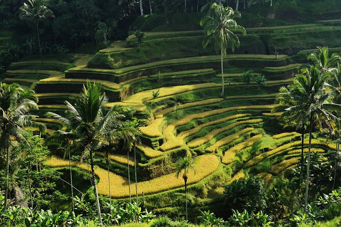 All-Inclusive Ubud's Wonder Day Tour - A Ubud day that mixes waterfalls, water rituals, and coffee