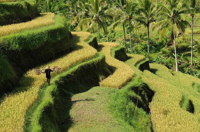 All-Inclusive Ubud's Wonder Day Tour - Tegalalang Rice Terrace: the emerald terraces and optional swing