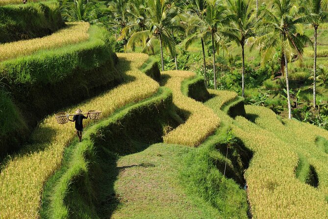 All-Inclusive Ubud's Wonder Day Tour - Ulu Petanu Waterfall: misty jungle calm and a chance to cool off