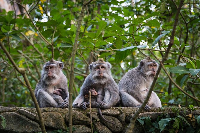 Bali All-Inclusive: Ubud Tour with Entrance Ticket and Lunch Included - Ubud Highlights Without the Self-Drive Headache