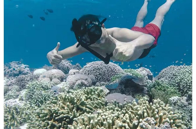 Bali and Lovina with Sunrise Dolphin Tour and Snorkeling - Price and Value: Is $27.67 Worth Your Morning?