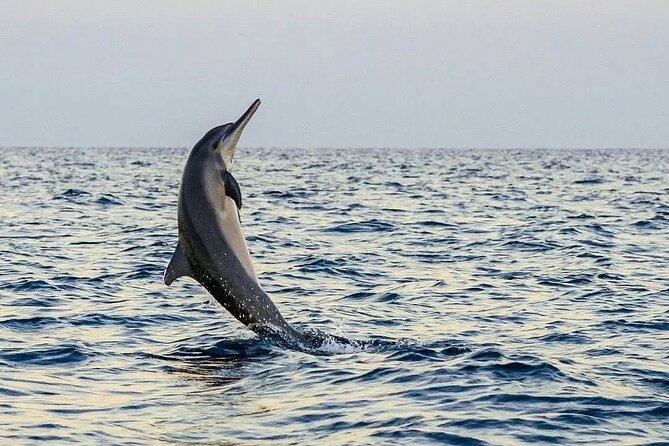 Bali and Lovina with Sunrise Dolphin Tour and Snorkeling - What to Bring for a Smooth Dolphin and Snorkeling Morning