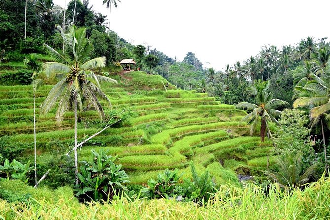 Bali Ayung River Rafting and Kintamani Mt. Batur Volcano View - Kintamani Penelokan: Mount Batur and Lake Batur viewpoints in one hour