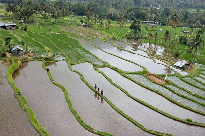 Bali Bike Tour Ubud Area - Bongkasa Village Finish: Lunch in a Family Setting