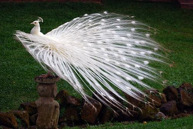 Bali Bird Park Admission Ticket with Hotel Transfer - Key things to know before you go