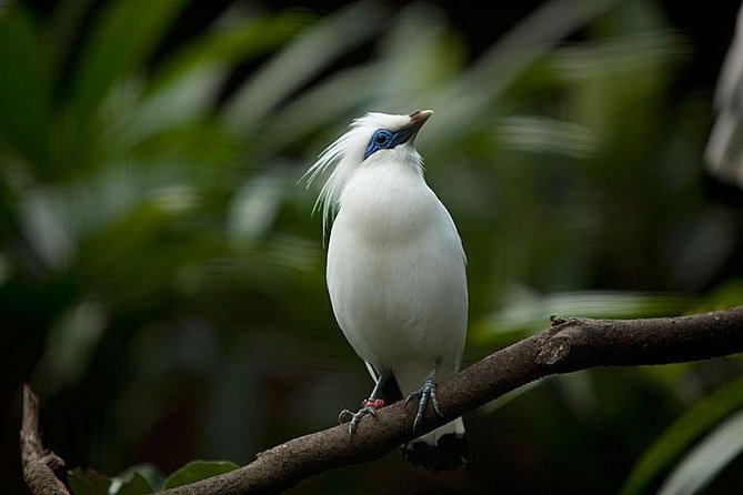 Bali Bird Park Admission Ticket with Hotel Transfer - Entering Bali Bird Park: Tiung, tropical species, and calm pathways