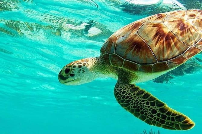 Bali : Blue Lagoon Snorkeling combine with Bali Swing in Ubud - Blue Lagoon Beach in Padang Bai: calm water, easy snorkeling pace