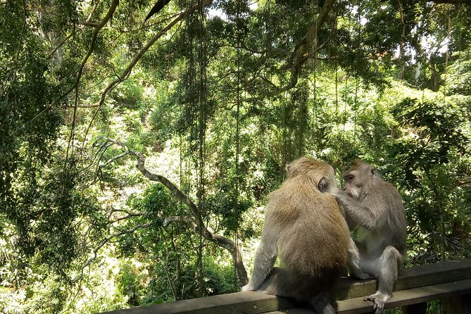 Bali Holy Bathing Ritual and Ubud Highlights tour - Pickup, Driver, and the Comfort Factor That Changes the Day