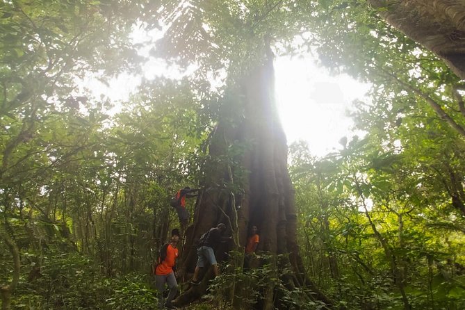 Bali Jungle Trekking and Lake Canoeing Tour - Tamblingan jungle walk plus Ulan Danu Tamblingan Temple