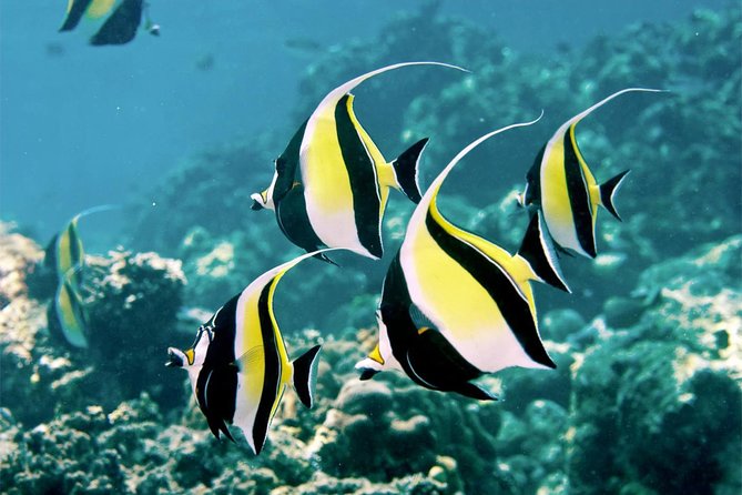 Bali Menjangan Island Snorkeling Day Tour - Key highlights worth your attention