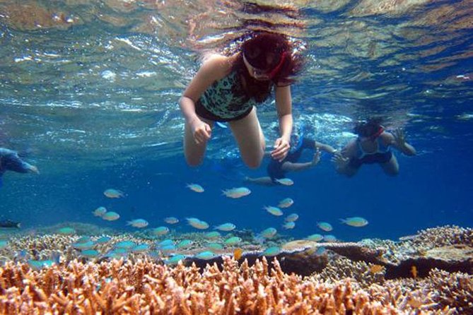 Bali Menjangan Island Snorkeling Day Tour - Reefs first, then the 5:30 am reality check