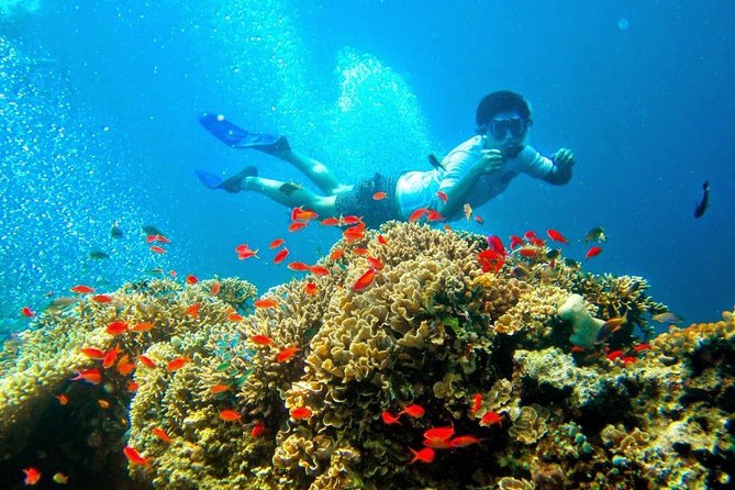 Bali Menjangan Island Snorkeling Day Tour - The small-group advantage: why max 15 feels different