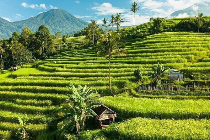 Bali : Northern Bali Private Day Trip with Transfer - Stop 3: Jatiluwih Green Land UNESCO rice terraces and the water system