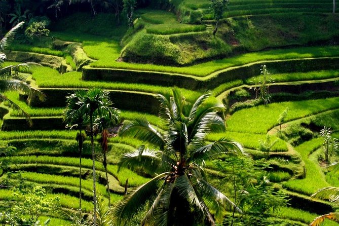 Bali Private Car Charter With English Speaking Driver - Drivers and communication: what makes the experience feel easy
