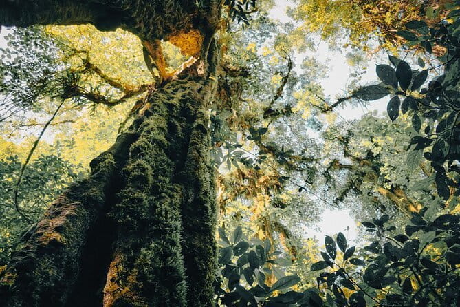 Bali Rainforest Hiking With Canoeing And Waterfall Adventure - Canoeing After the Trek: Coffee, Snacks, and Water Safety