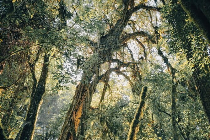 Bali Rainforest Hiking With Canoeing And Waterfall Adventure - Trekking From Twin Lake View: What the Trail Gives You