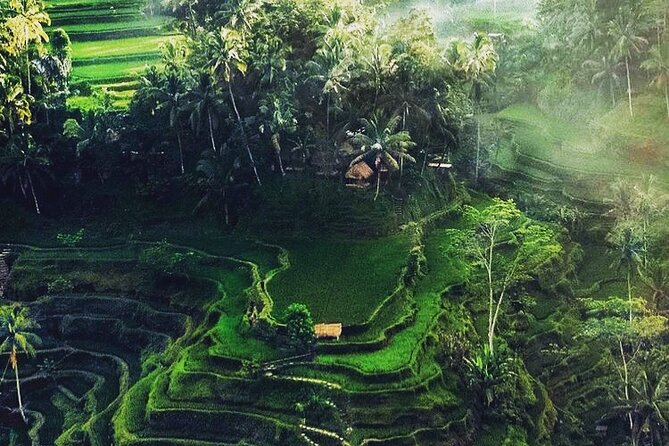 Bali Sightseeing - Sacred Monkey Forest Sanctuary in Ubud, fun to watch, respect required