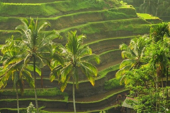Bali Sightseeing - The Tegalalang rice terraces moment, twice in spirit if not in sequence