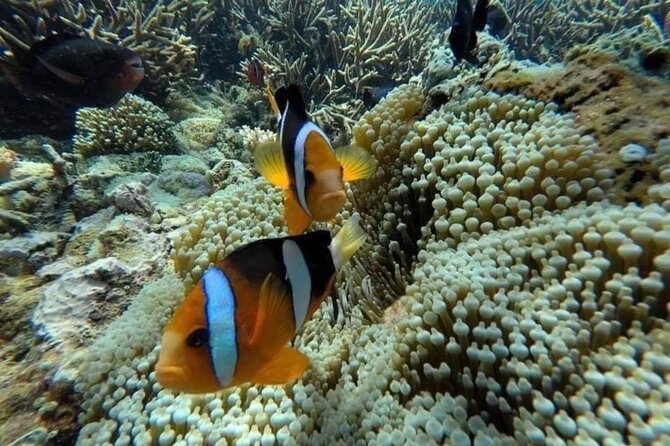 Bali Snorkeling 2 Spot at Blue Lagoon with Lunch & Transport - Blue Lagoon Beach and the Two-Spot Snorkeling Plan