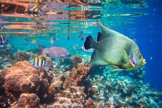 Bali Snorkeling 2 Spot at Blue Lagoon with Lunch & Transport - Lunch, Included, So You Do Not Rush
