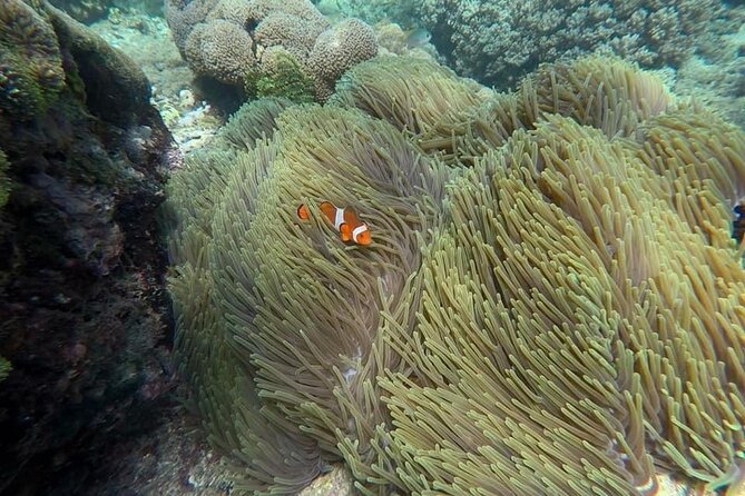 Bali Snorkeling 2 Spot at Blue Lagoon with Lunch & Transport - Price and Value: Is $19 a Good Deal for All-In Transport?