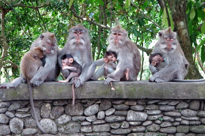 Bali Tour Driver - What This Ubud Driver Day Is Really Good At
