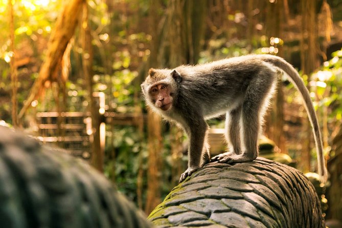 Bali Ubud and Volcano Day Tours - Lake Batur (Danau Batur) and Kintamani: The View Stop That Anchors the Day