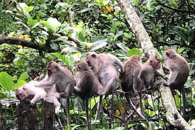 Bali Ubud Tour - Tegalalang Rice Terrace: the SUBAK irrigation system in view