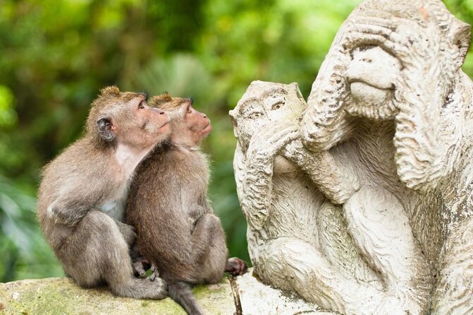 Bali Ubud Tour: Monkey Forest, Waterfall & Rice Terrace - Key Highlights Worth Planning For