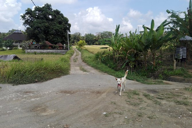Balinese Cooking Class at Organic Farm - Key things that make this class worth your time