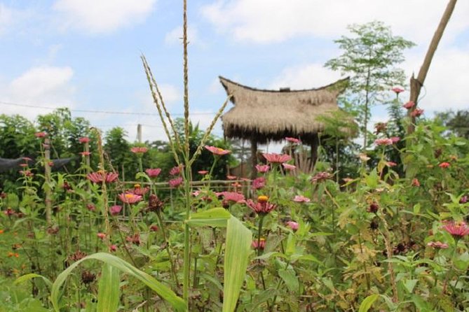 Balinese Cooking Class at Organic Farm - Mai Organic Farm and the simple idea behind the class