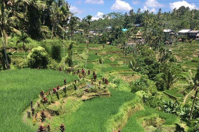 Balinese Life Style Tour - A Ubud Start That Lets You See More Without Worrying About Driving