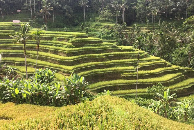 Balinese Life Style Tour - Kintamani and Mount Batur Views: The Weather-Dependent Moment