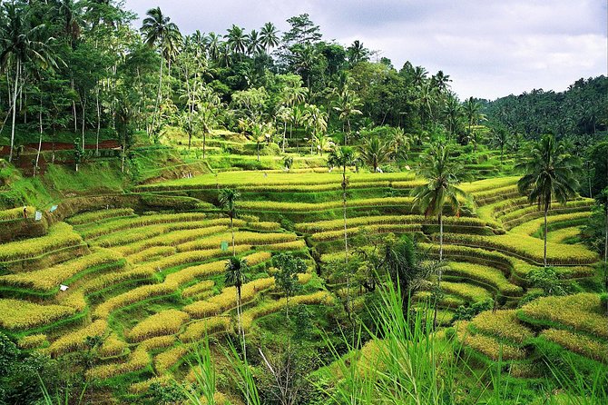 Beauty Of West Bali Tour (Private and All Inclusive) - Jatiluwih Green Land: rice terraces that earn the early start