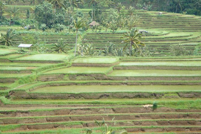 Bedugul Cultural Private Tour - A Quick Monkey Forest Pass: Don’t Expect a Full Stop