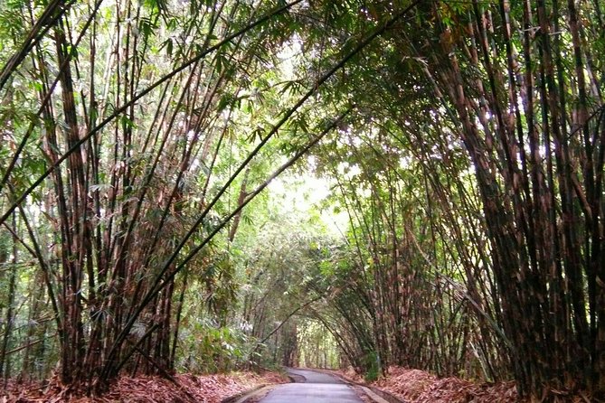 Besakih Temple Tour - Traditional Bali Village - All Inclusive - Bamboo forest walk: short, sweet, and useful context
