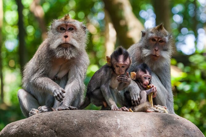 Best of Ubud 1-Day Private Tour - Sacred Monkey Forest Sanctuary, Seeing Macaques Up Close
