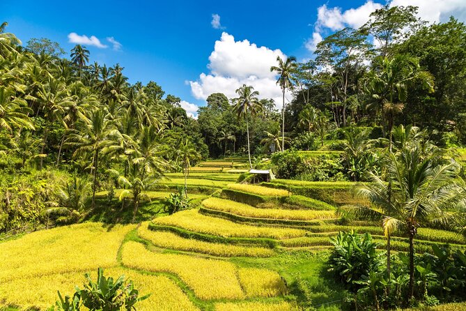 Best of Ubud 1-Day Private Tour - Price and What You Really Get for $54.68