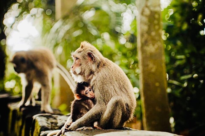 Best of Ubud: All-Inclusive Private Tour with Local Guide - Tegalalang Rice Terrace: a short walk with big photo value