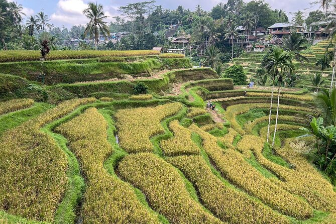Best of Ubud - Ubud Tour Popular - All Inclusive - Stop 1: Tegalalang Rice Terrace and the idea of subak