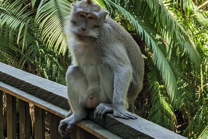 Best of Ubud Village Private Tour with Jungle Swing All Inclusive - How the Full-Day Route Works in Ubud