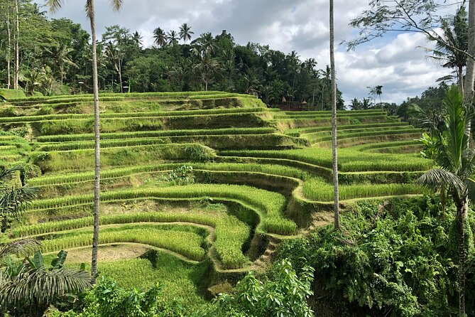 Best of Ubud Village Private Tour with Jungle Swing All Inclusive - Tegenungan Waterfall Viewpoint: Cool Air Without the Climb Down