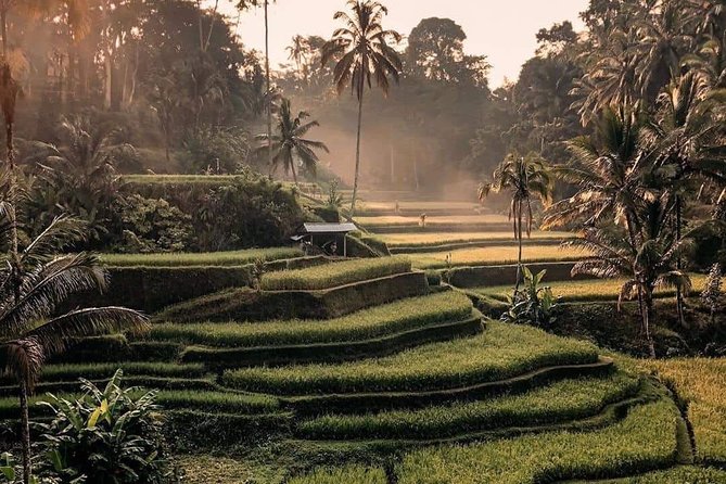 Best of Ubud Waterfalls, Tegalalang Rice Terrace and Swing Tour - A three-waterfall circuit from Ubud, with A/C comfort