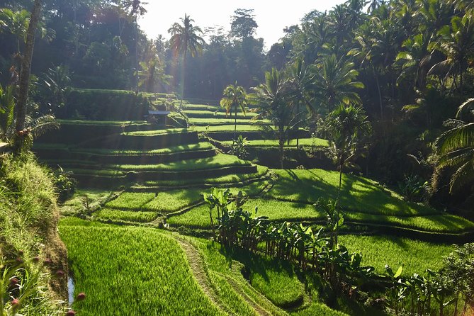 Best of Ubud Waterfalls, Tegalalang Rice Terrace and Swing Tour - Price and what you actually get for $29